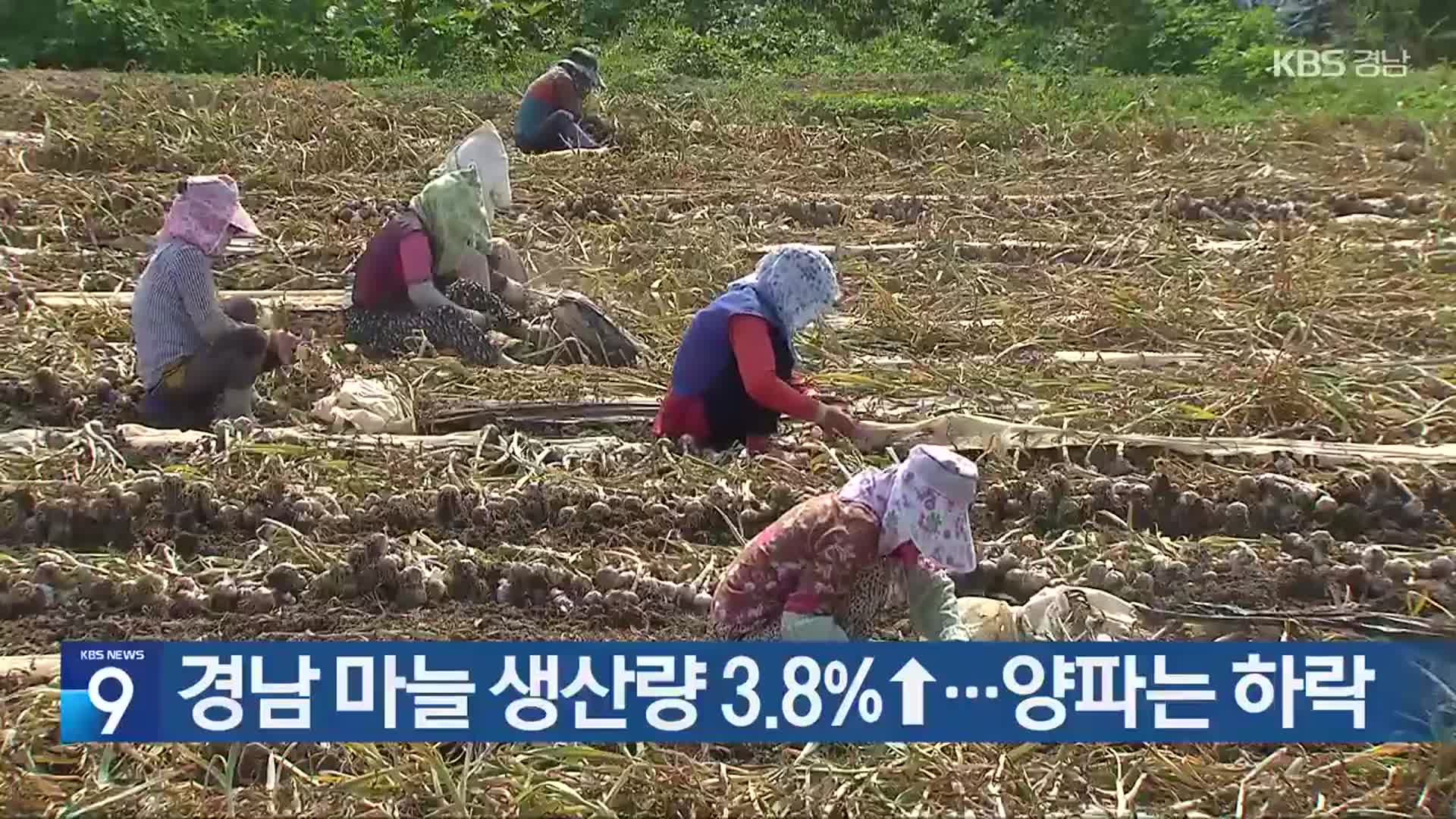 경남 마늘 생산량 3.8%↑…양파는 하락