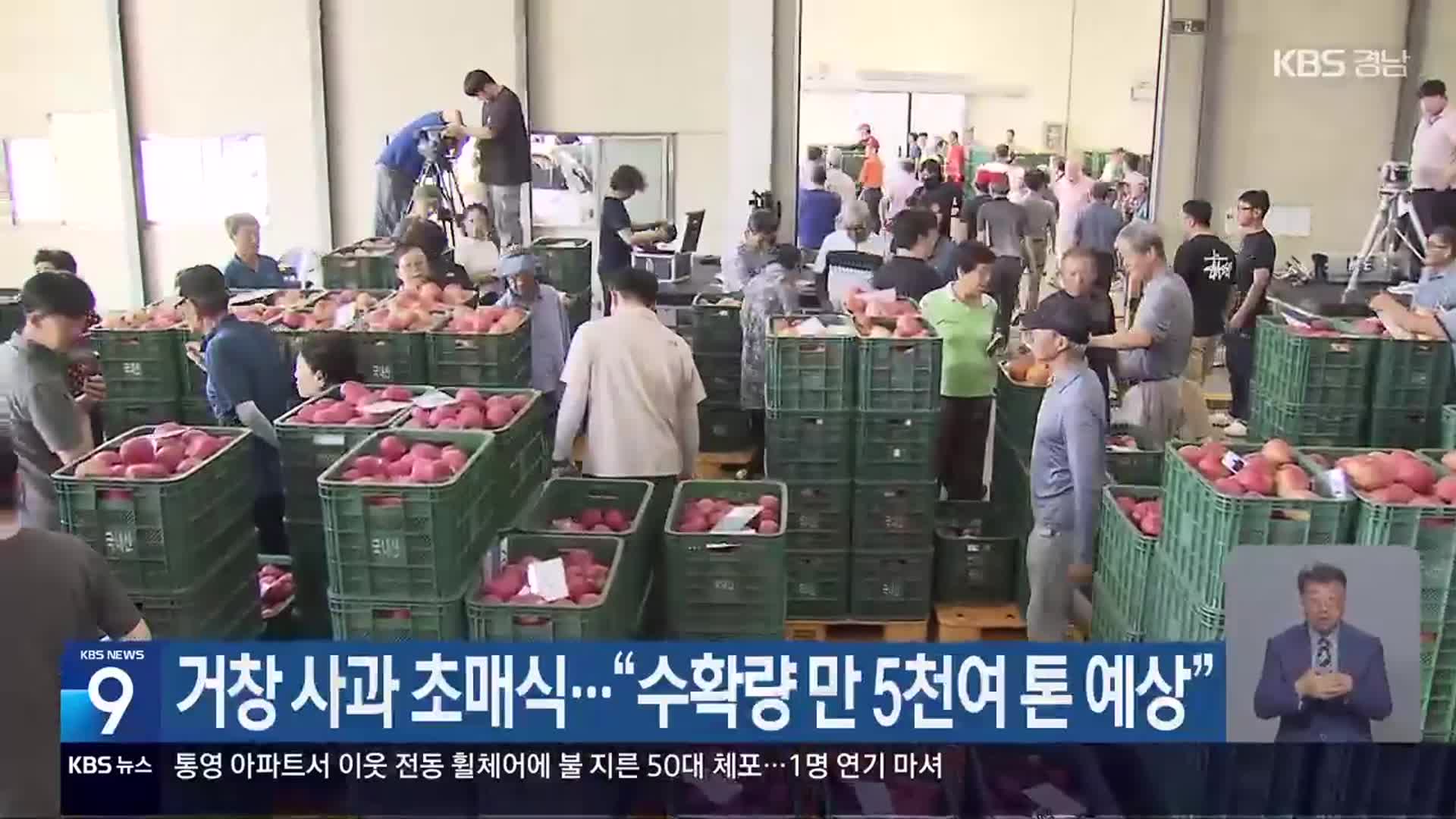 거창 사과 초매식…“수확량 만 5천여 톤 예상”