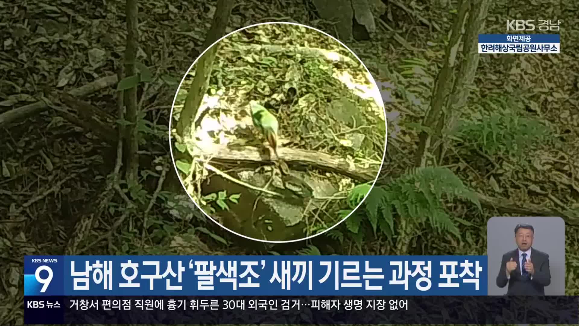 남해 호구산 ‘팔색조’ 새끼 기르는 과정 포착