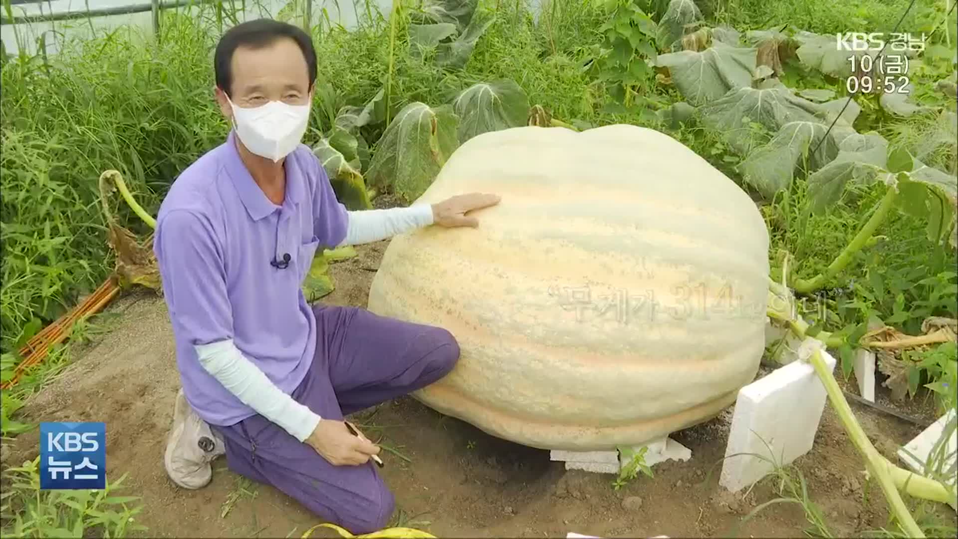 [영상] “호박 마을 만들고 싶어요”…‘314kg 슈퍼 호박’ 달인의 꿈