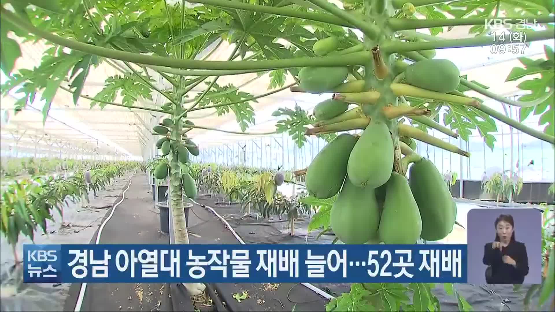 경남 아열대 농작물 재배 늘어…52곳 재배