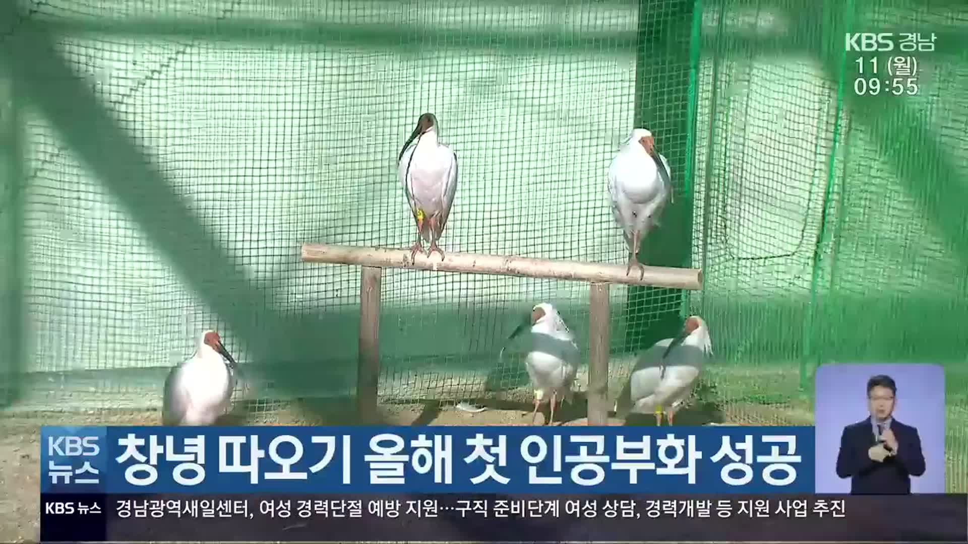 창녕 따오기 올해 첫 인공부화 성공