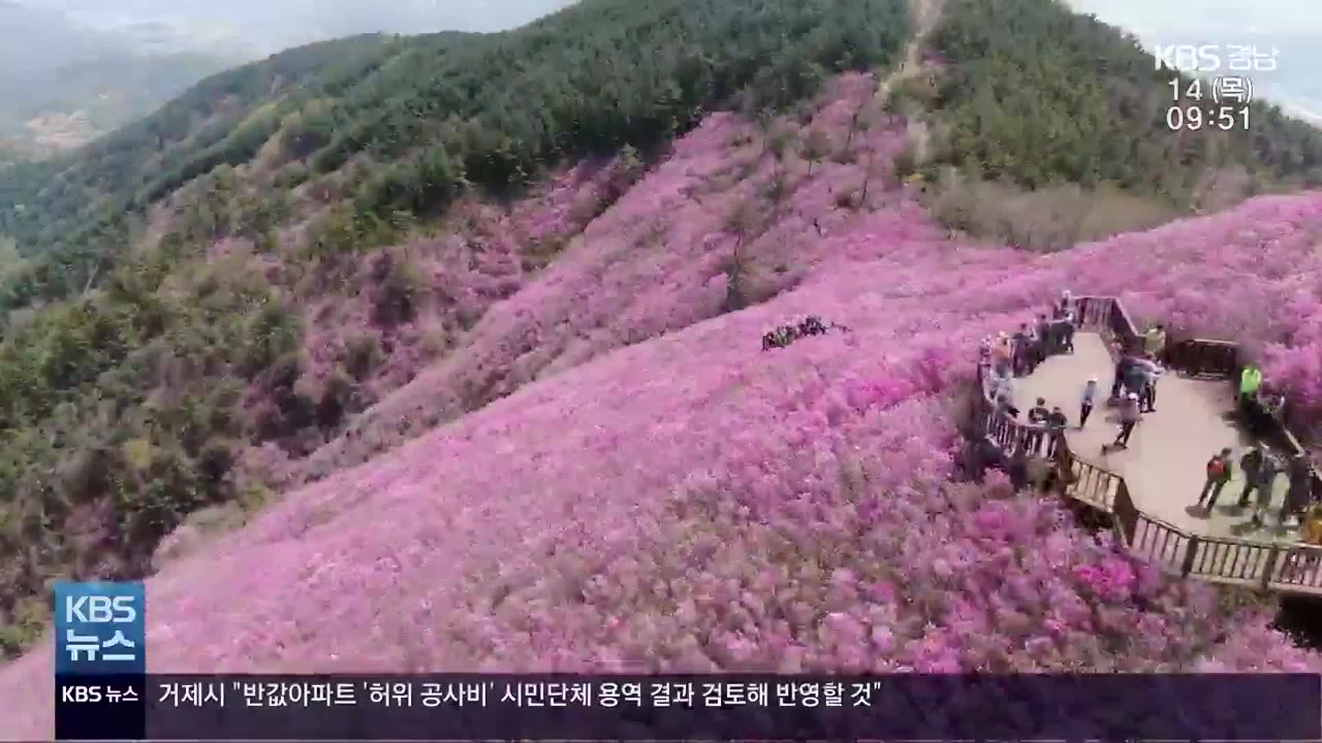 [영상] ‘연분홍 물결’ 천주산 진달래