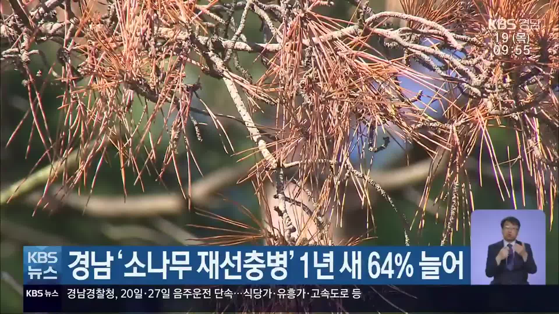 경남 ‘소나무 재선충병’ 1년 새 64% 늘어