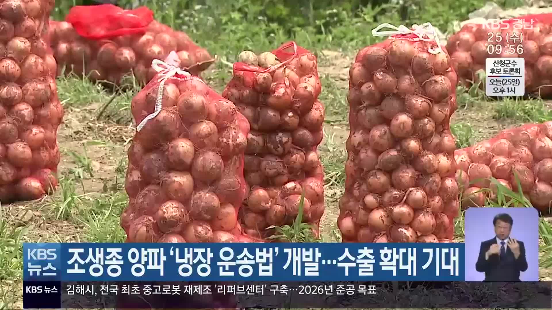 조생종 양파 ‘냉장 운송법’ 개발…수출 확대 기대