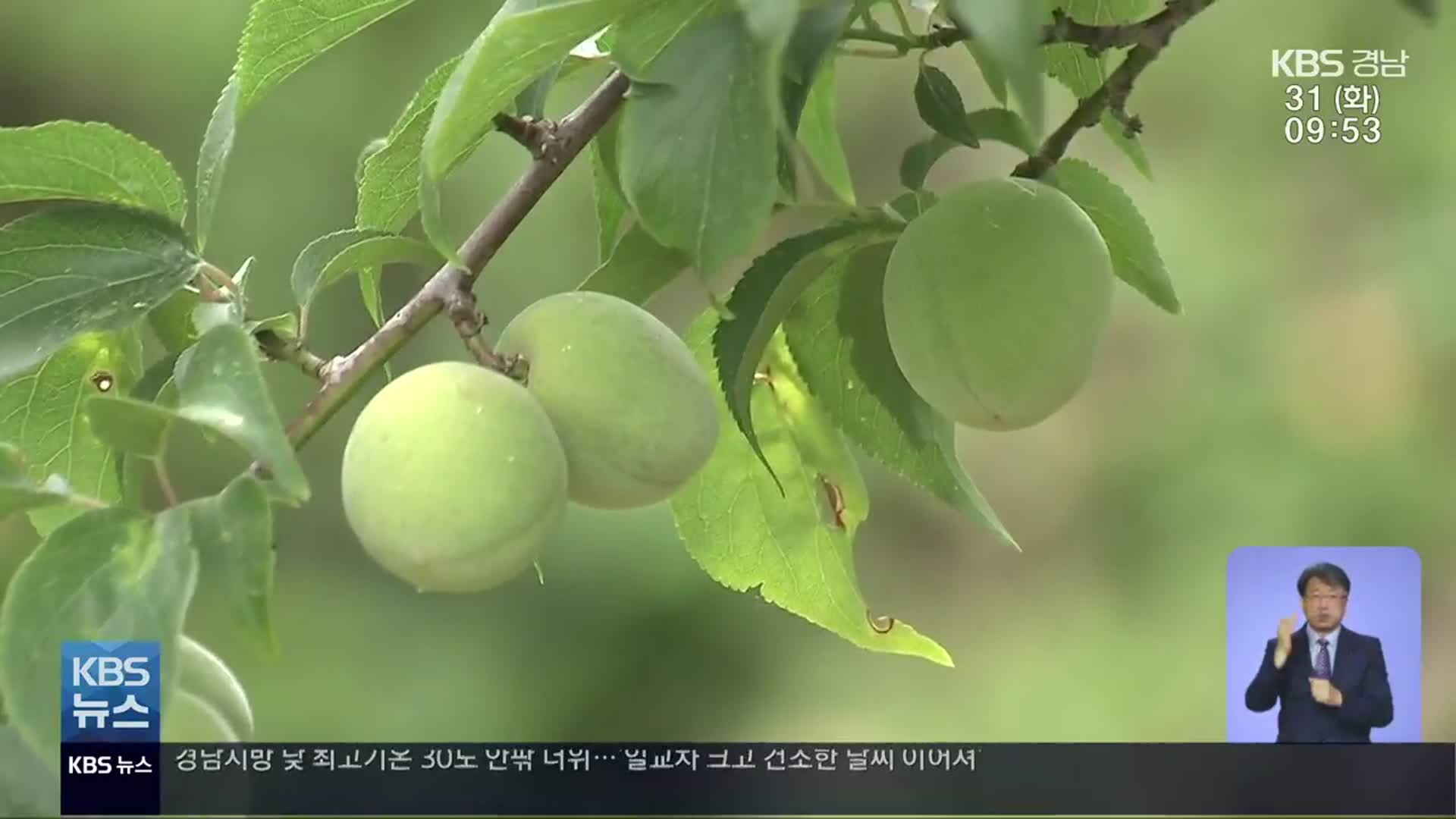 하동 매실 수확 시작…“가뭄 등 수확량 줄어 걱정”