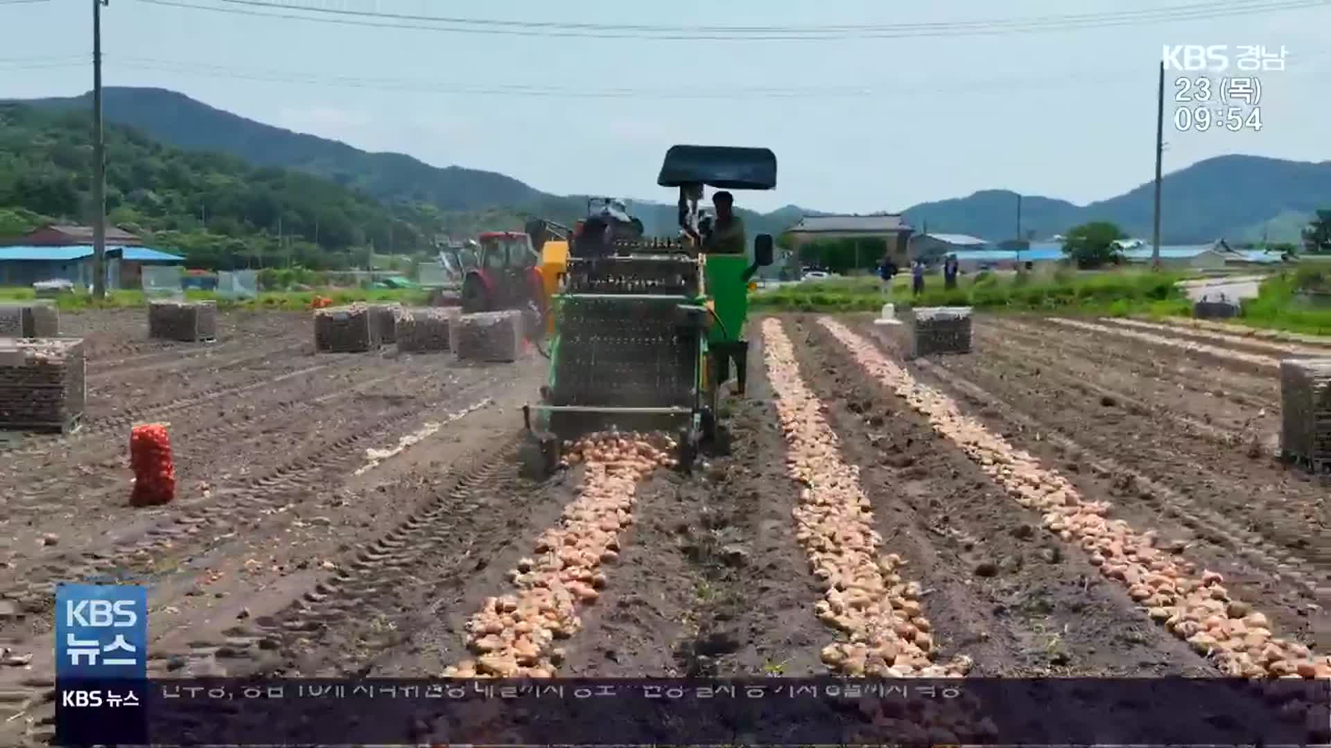 [영상] 폭염·일손 부족에도…양파 수확 ‘구슬땀’