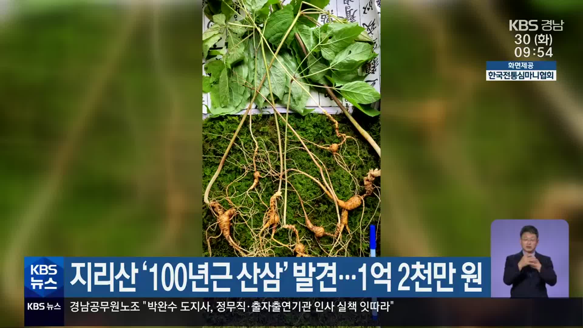 지리산 ‘100년근 산삼’ 발견…1억 2천만 원