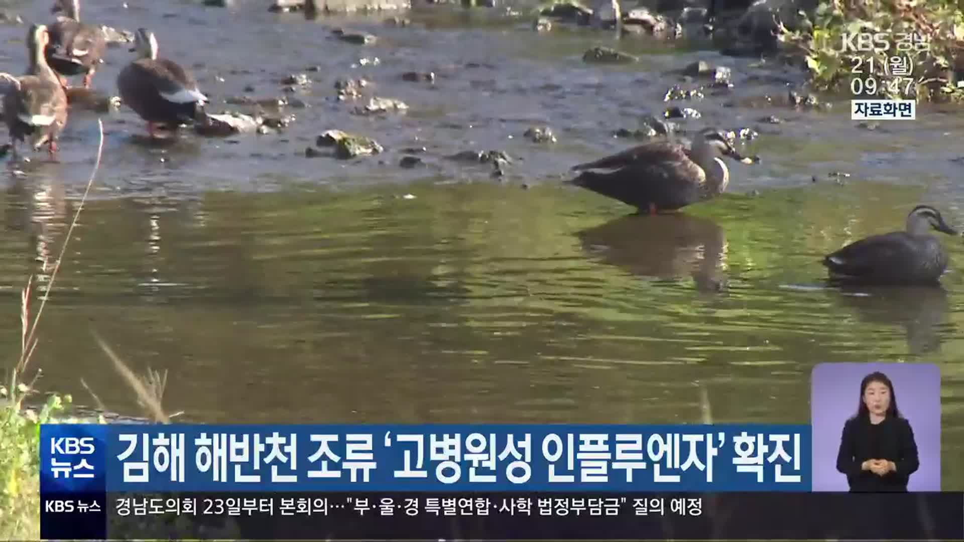 김해 해반천 조류 ‘고병원성 인플루엔자’ 확진