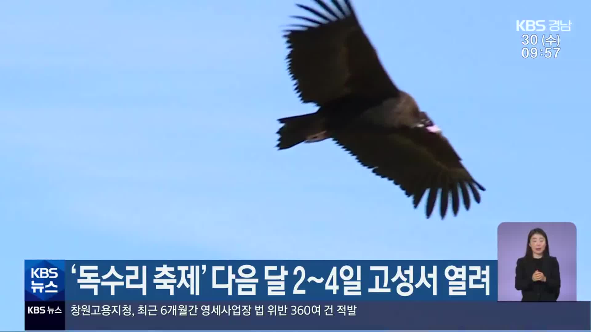 ‘독수리 축제’ 다음 달 2~4일 고성서 열려