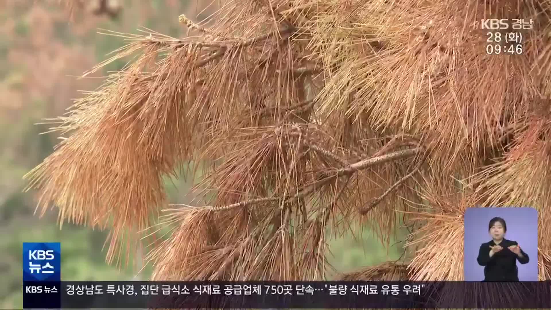 방제 사각지대 섬…‘재선충병’ 피해 심각