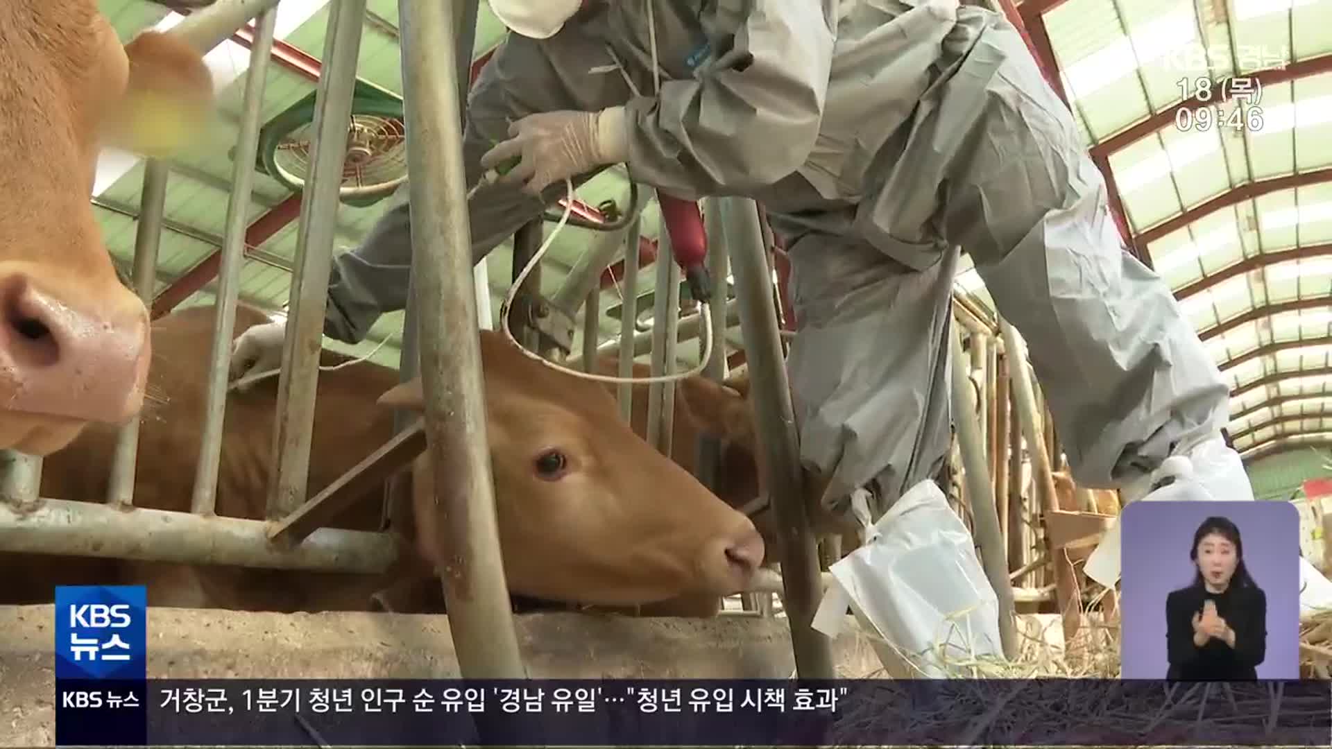 긴급 백신 접종…“구제역 차단 총력”