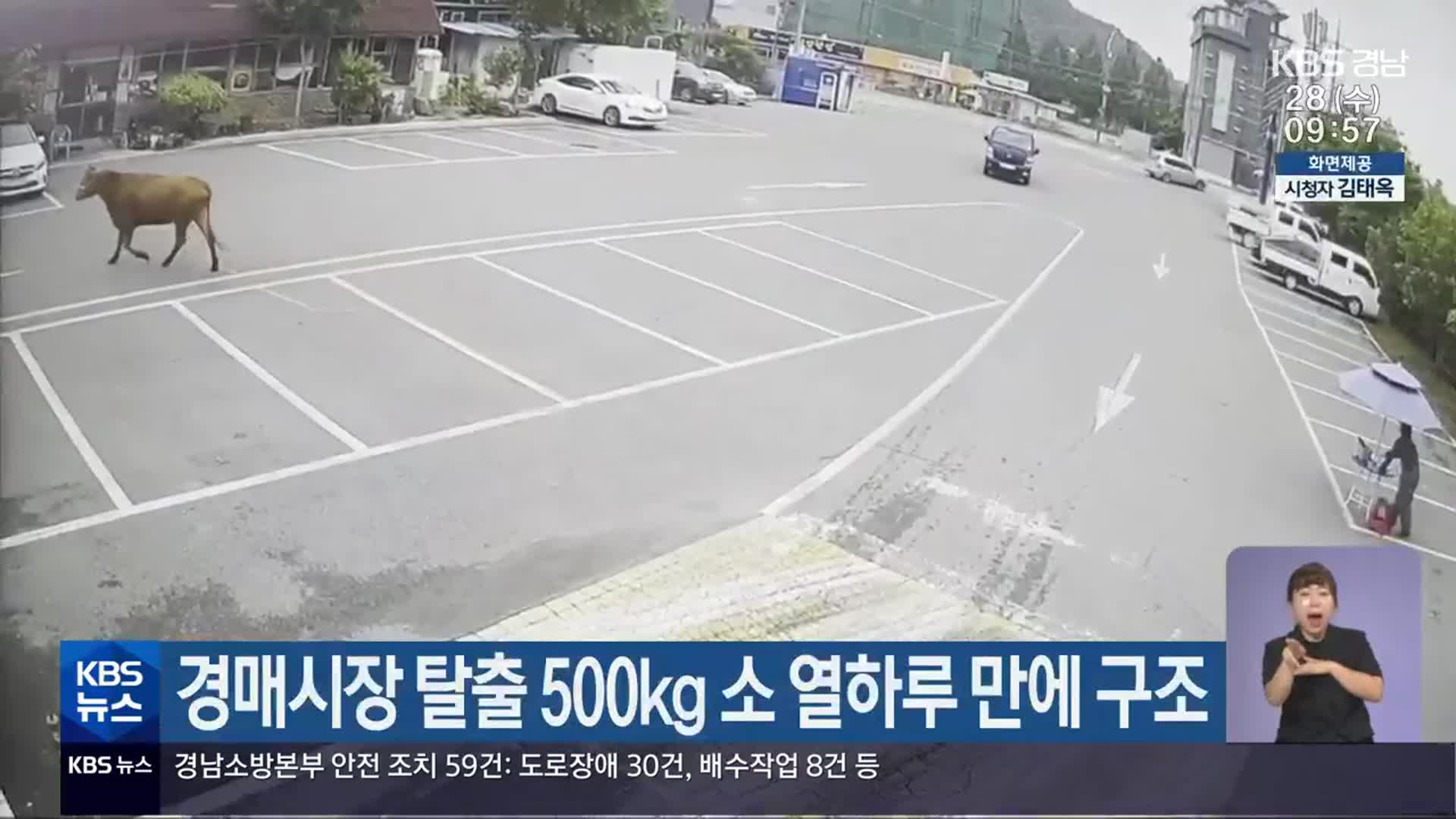 경매시장 탈출 500kg 소 열하루 만에 구조