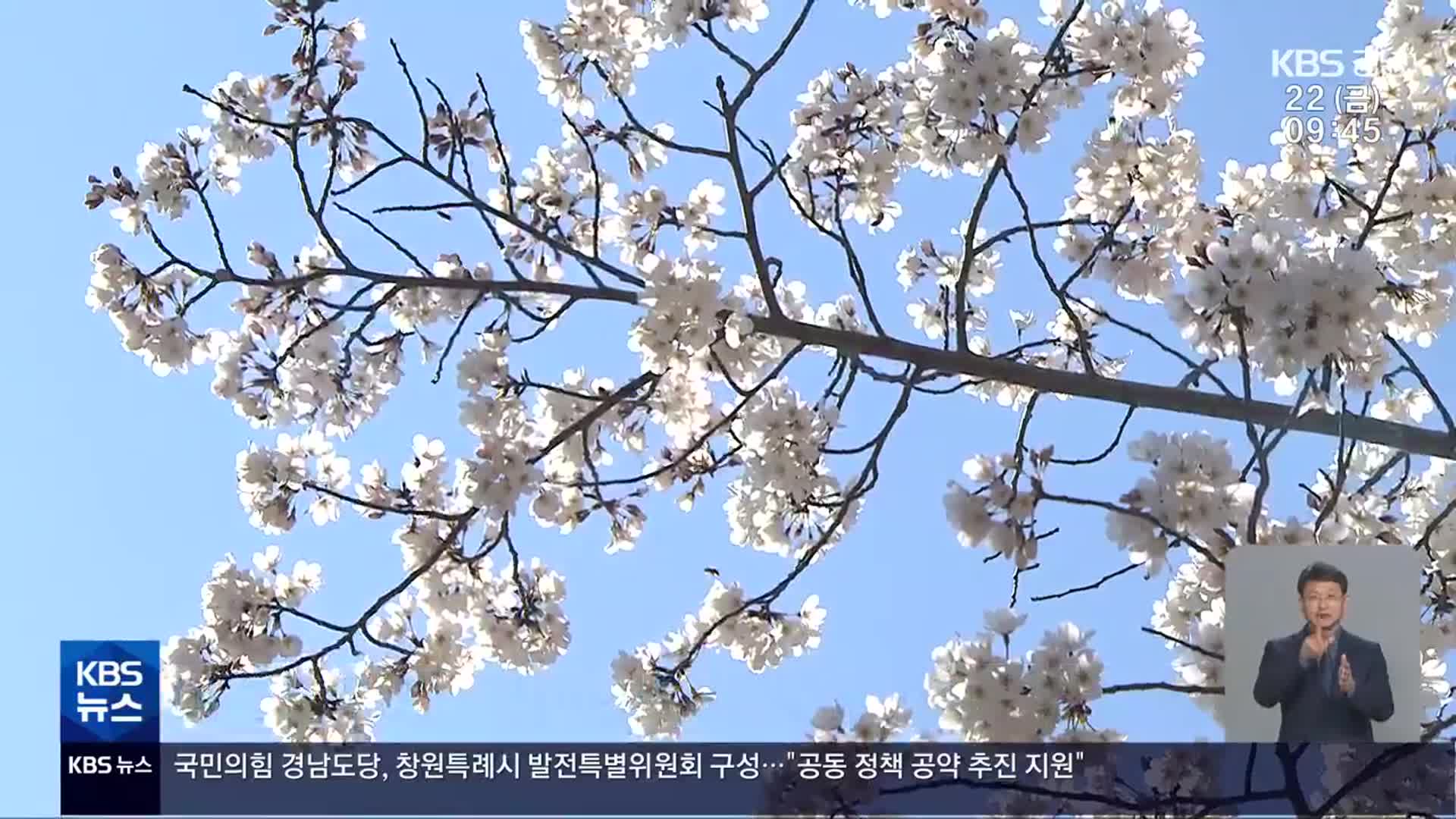 “벚나무야 힘내” 개화율 5％…축제 기간 연장 검토