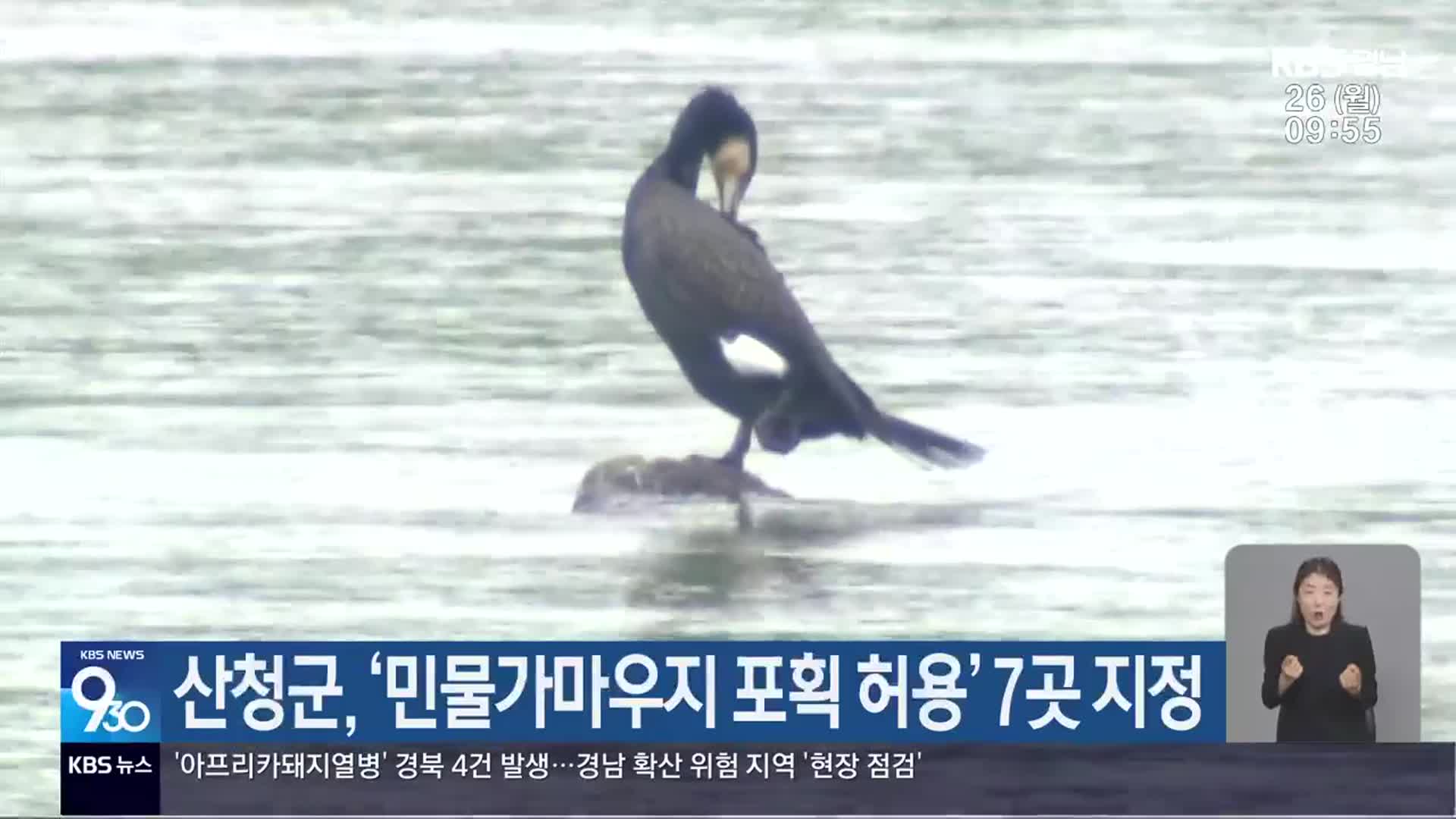 산청군, ‘민물가마우지 포획 허용’ 7곳 지정