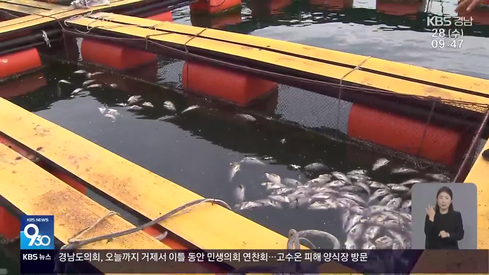 해마다 폐사 ‘조피볼락’…“그래도 키울 수밖에”