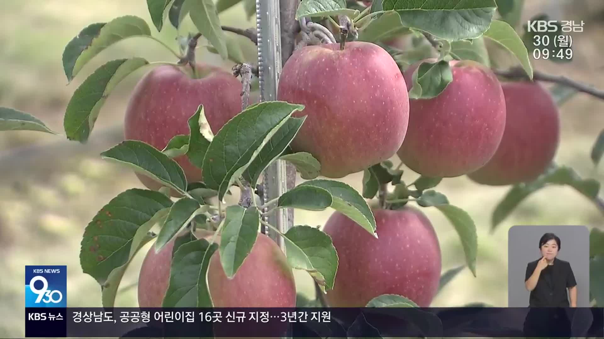 기후 변화 사과 재배지 북상…경북 주산지 노력