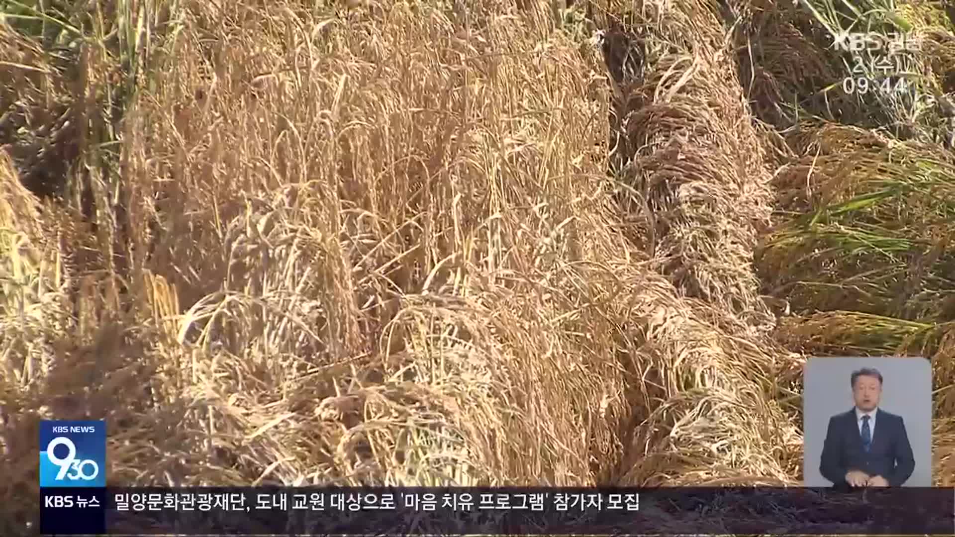 벼멸구 확산…수확 앞둔 농민 ‘3중고’