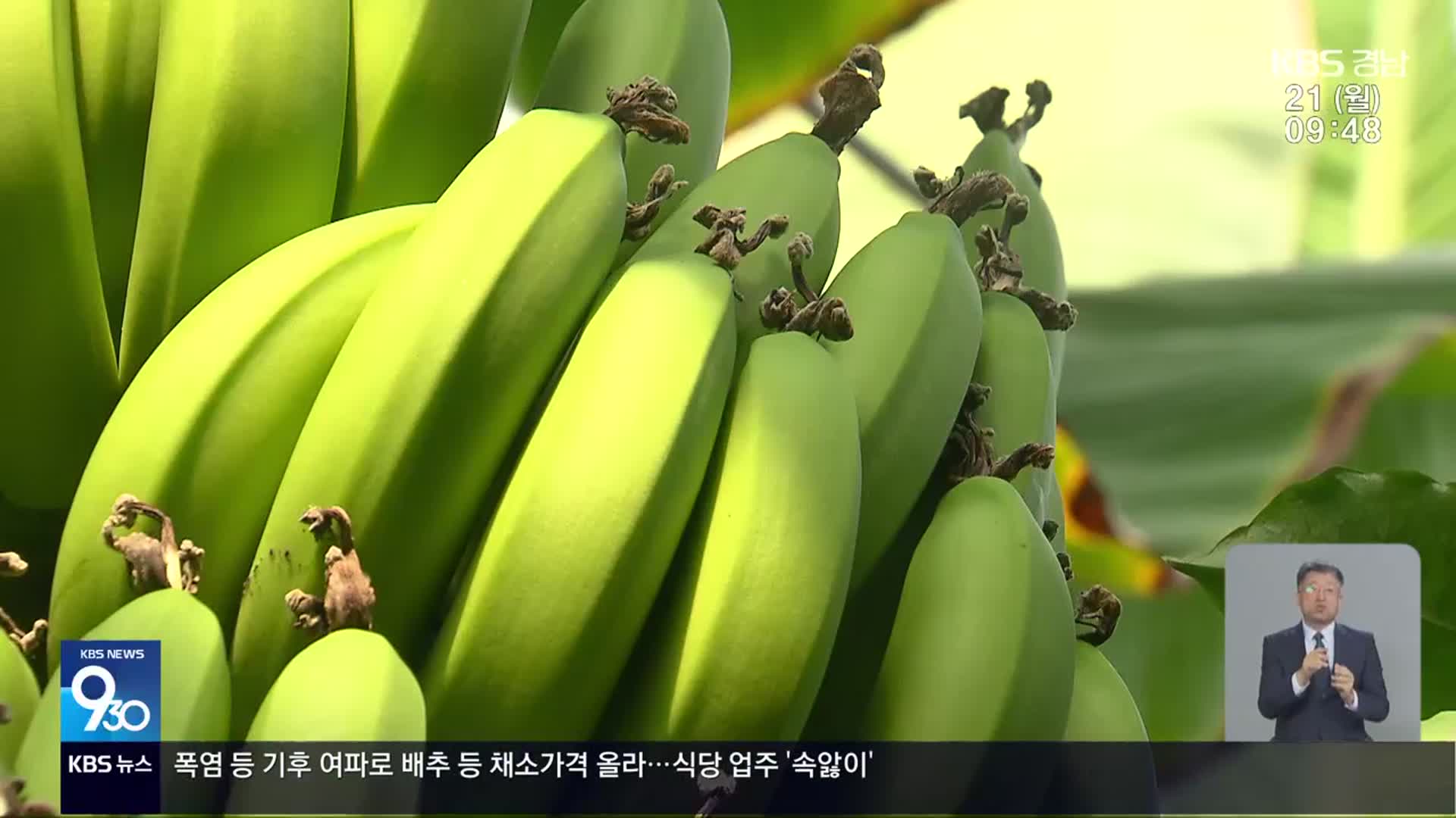 바나나에 빠진 청년들…농업·관광 결합해 ‘시너지’