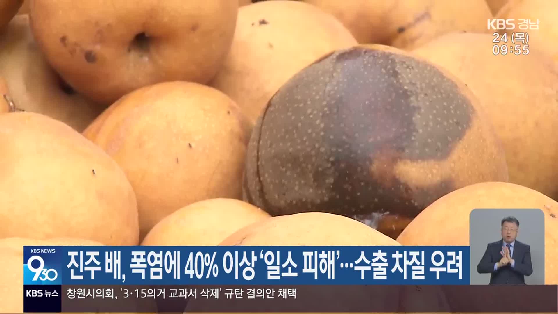 진주 배, 폭염에 40% 이상 ‘일소 피해’…수출 차질 우려