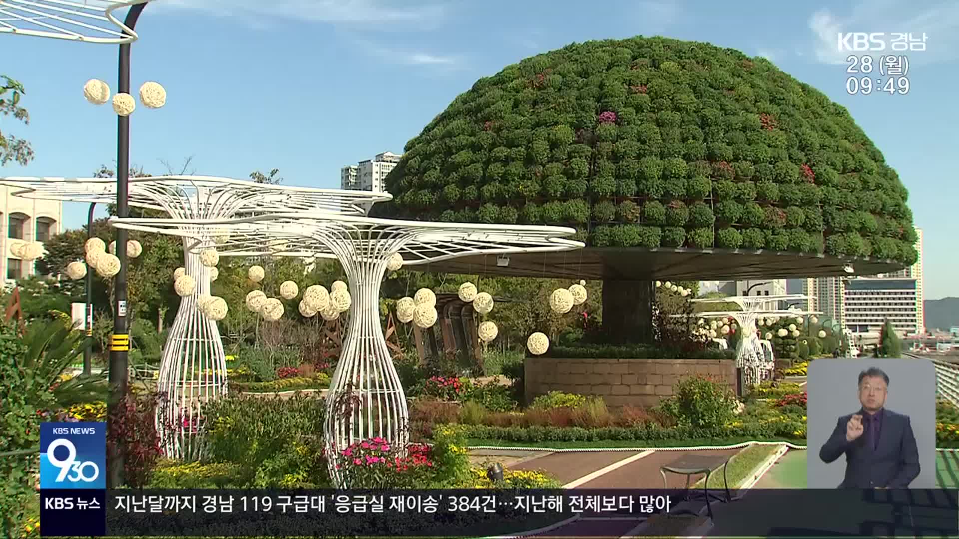 마산 바닷가 가득한 ‘국화 연가’