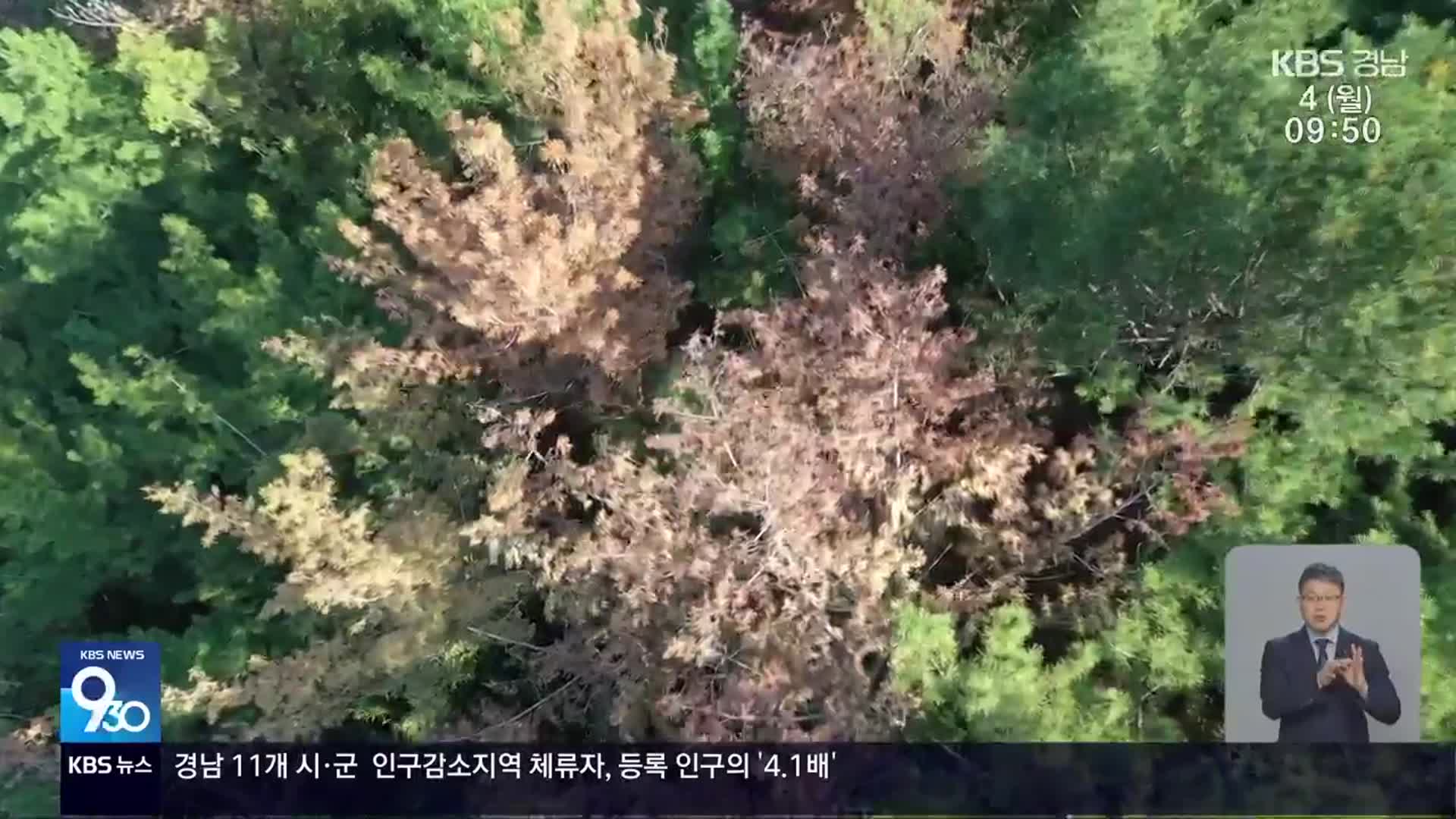 “송이 산 지켜라”…영덕 ‘재선충 전면전’ 선포