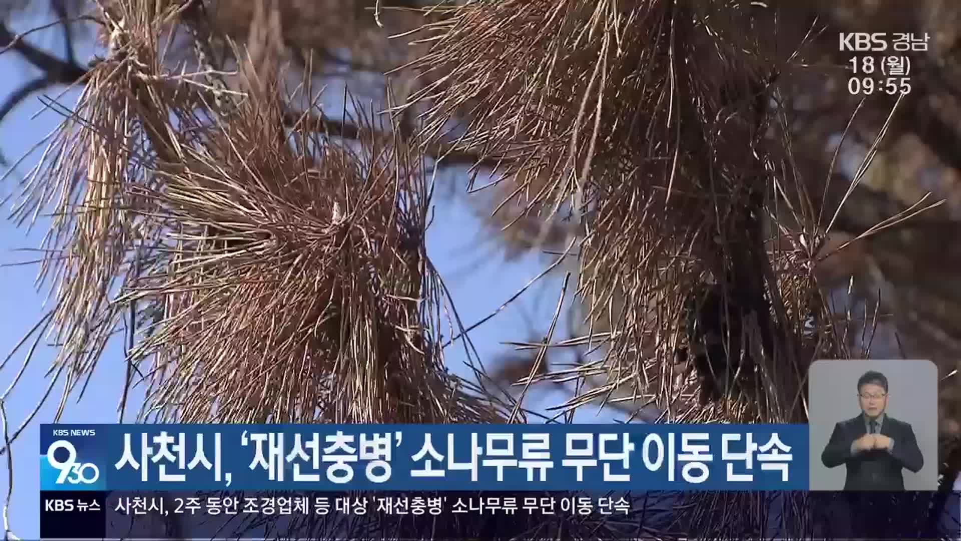 사천시, ‘재선충병’ 소나무류 무단 이동 단속