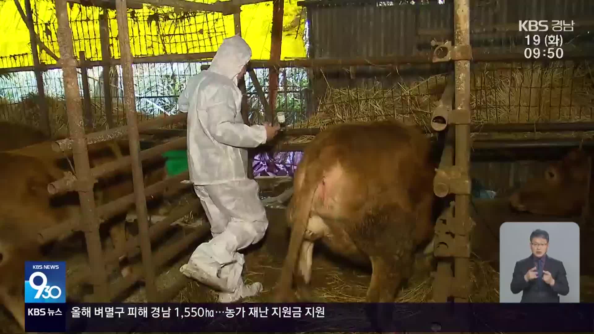 영암서 럼피스킨 발생…전국 20번째