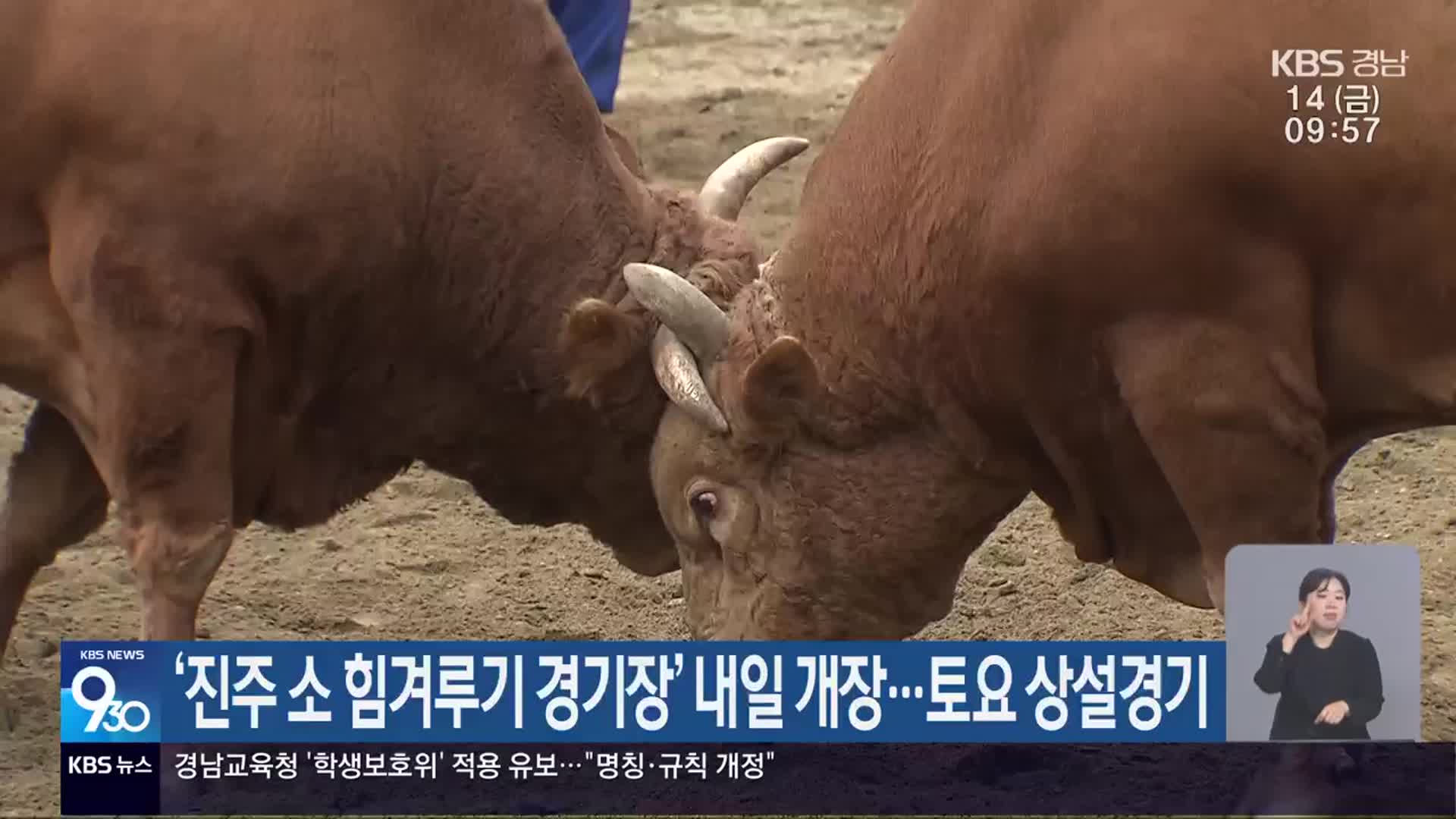 ‘진주 소 힘겨루기 경기장’ 내일 개장…토요 상설경기