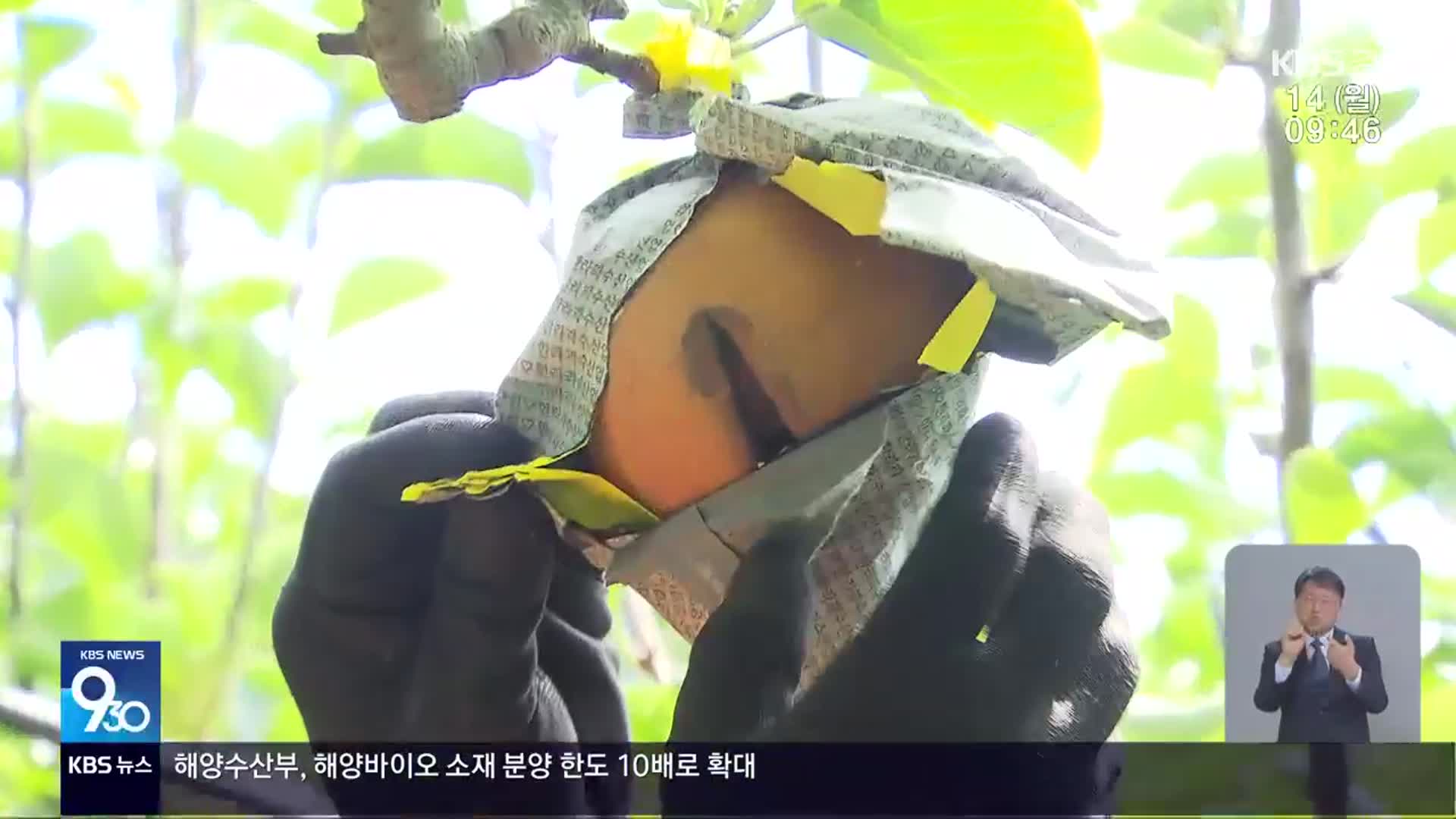 배 ‘냉해’…하동·진주 수확 감소 우려