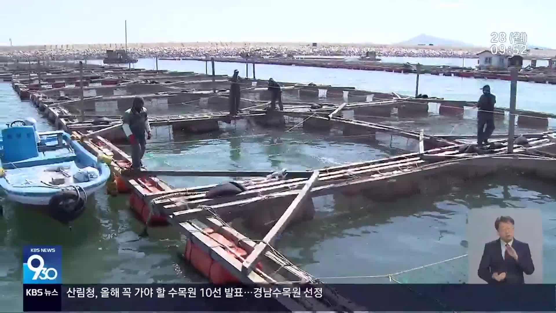 올해도 고수온?…어류 떠나고 해파리만 득실