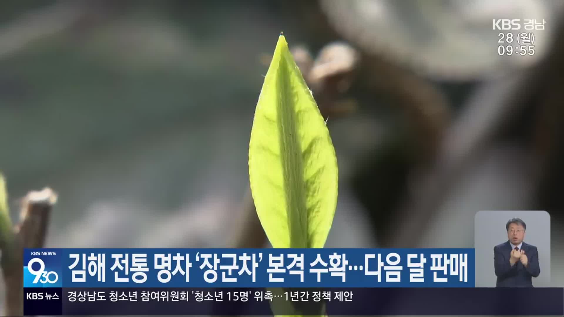 김해 전통 명차 ‘장군차’ 본격 수확…다음 달 판매