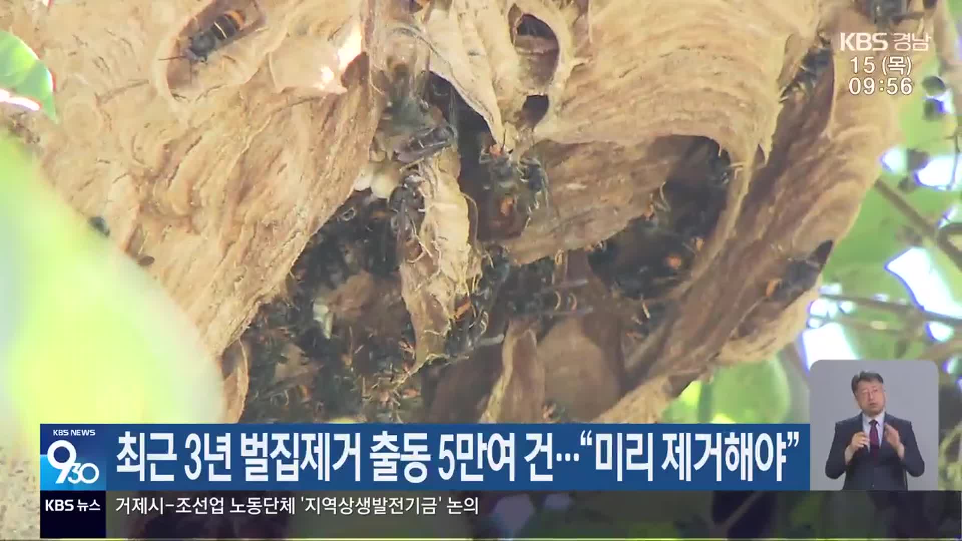 최근 3년 벌집제거 출동 5만여 건…“미리 제거해야”