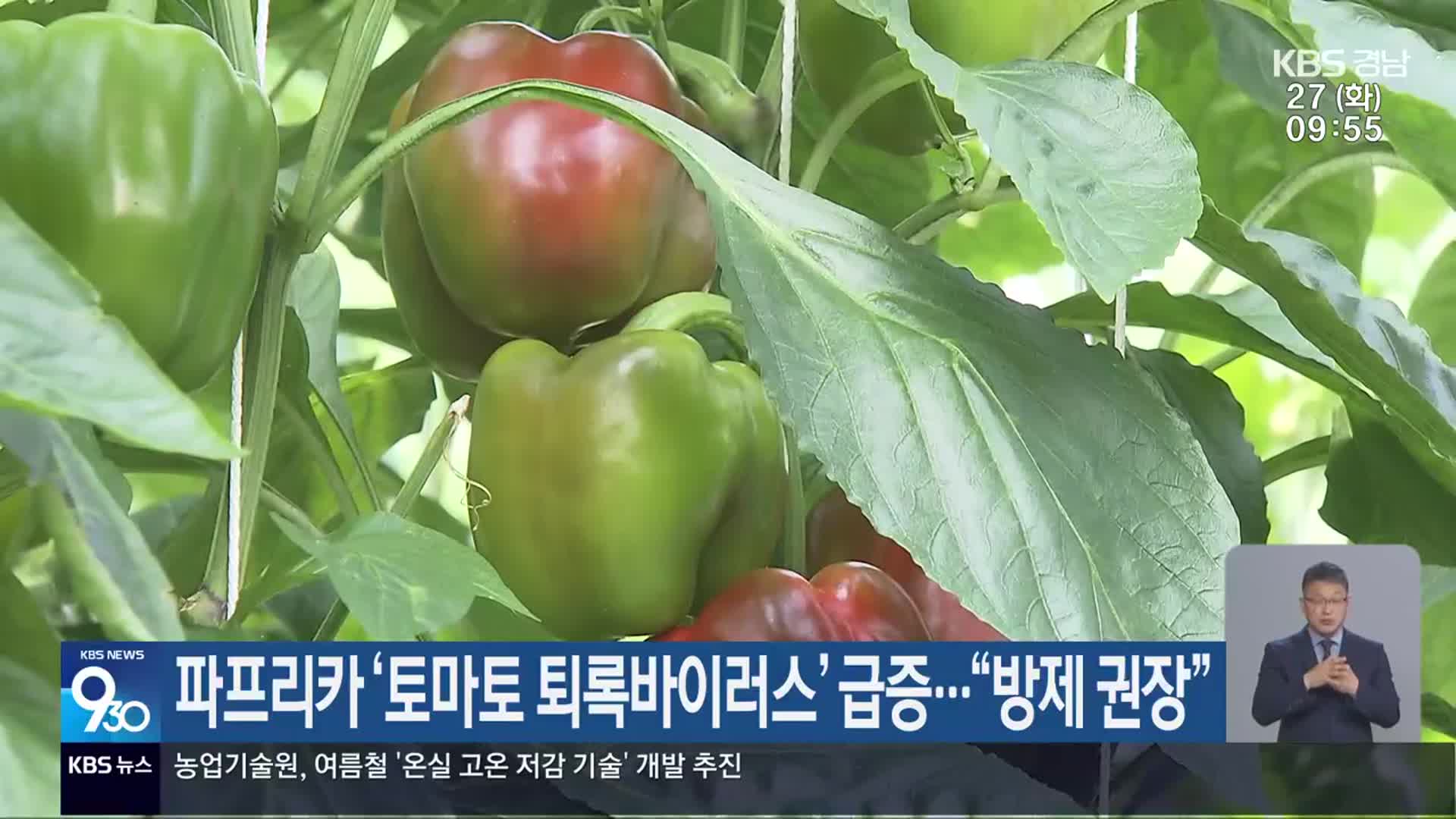 파프리카 ‘토마토 퇴록바이러스’ 급증…“방제 권장”