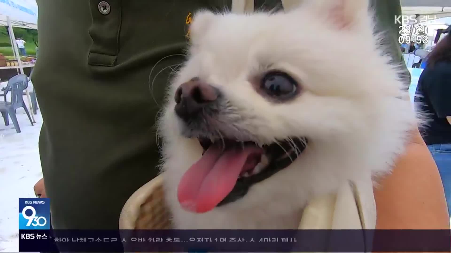 [영상] “반려동물은 나의 가족”…행복한 공존의 현장
