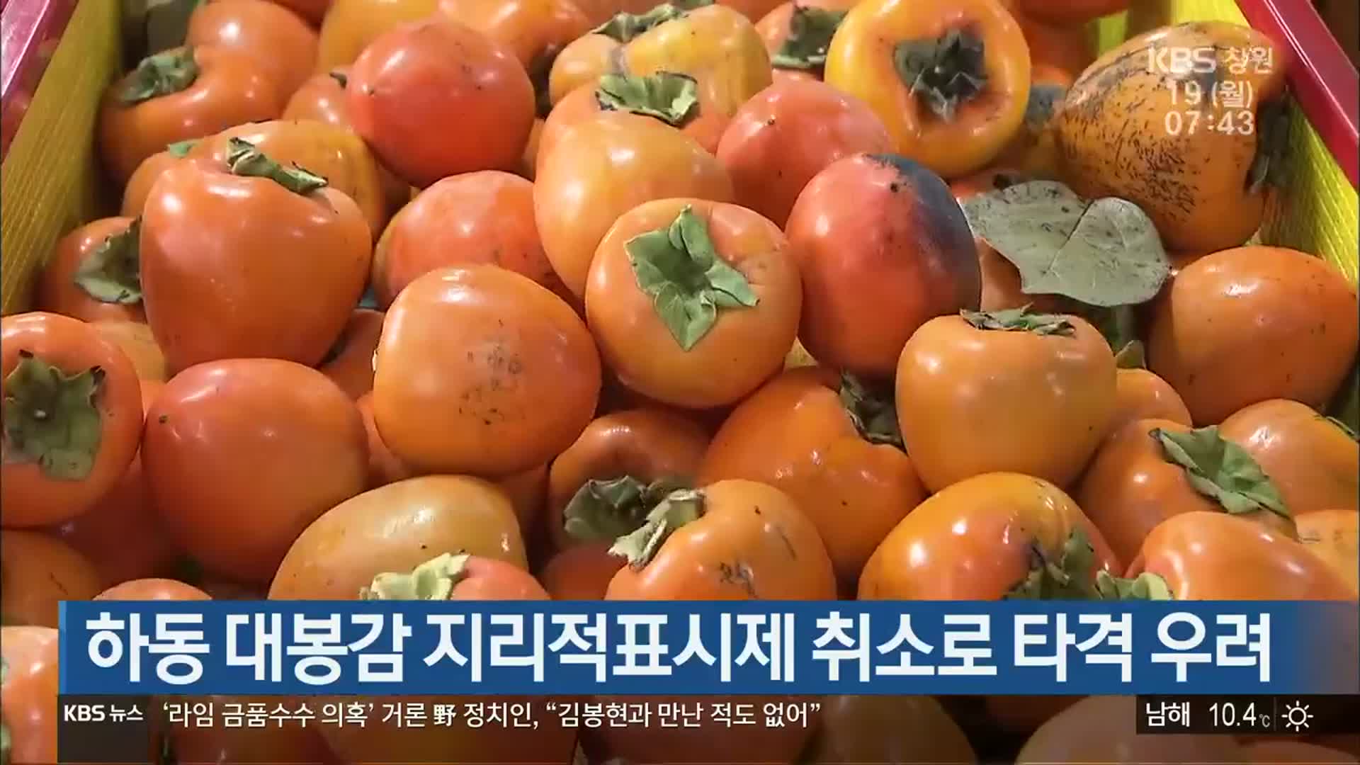 하동 대봉감 지리적표시제 취소로 타격 우려