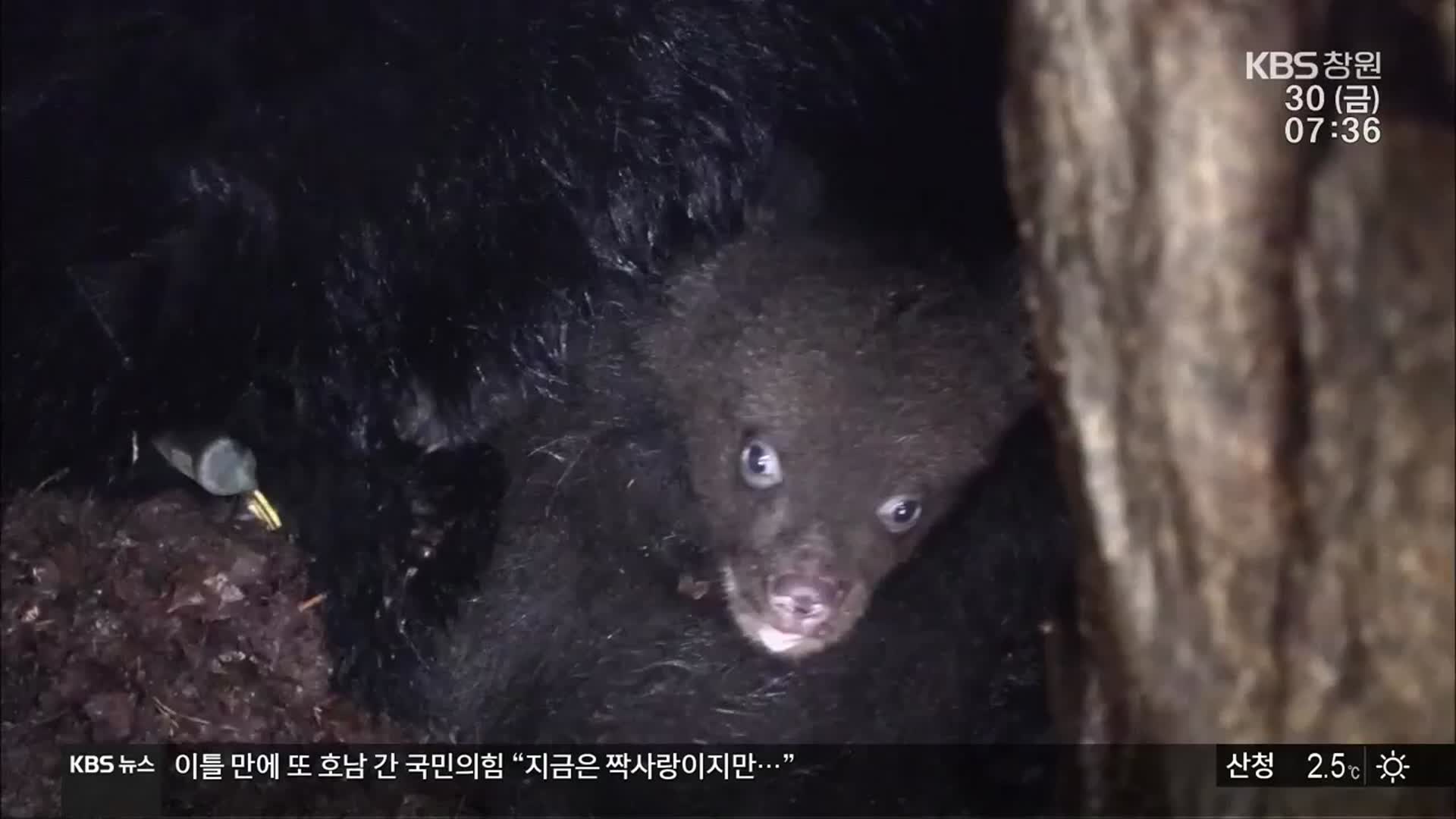 3년 전 반달곰 출몰 알고도…지리산 산악열차 추진