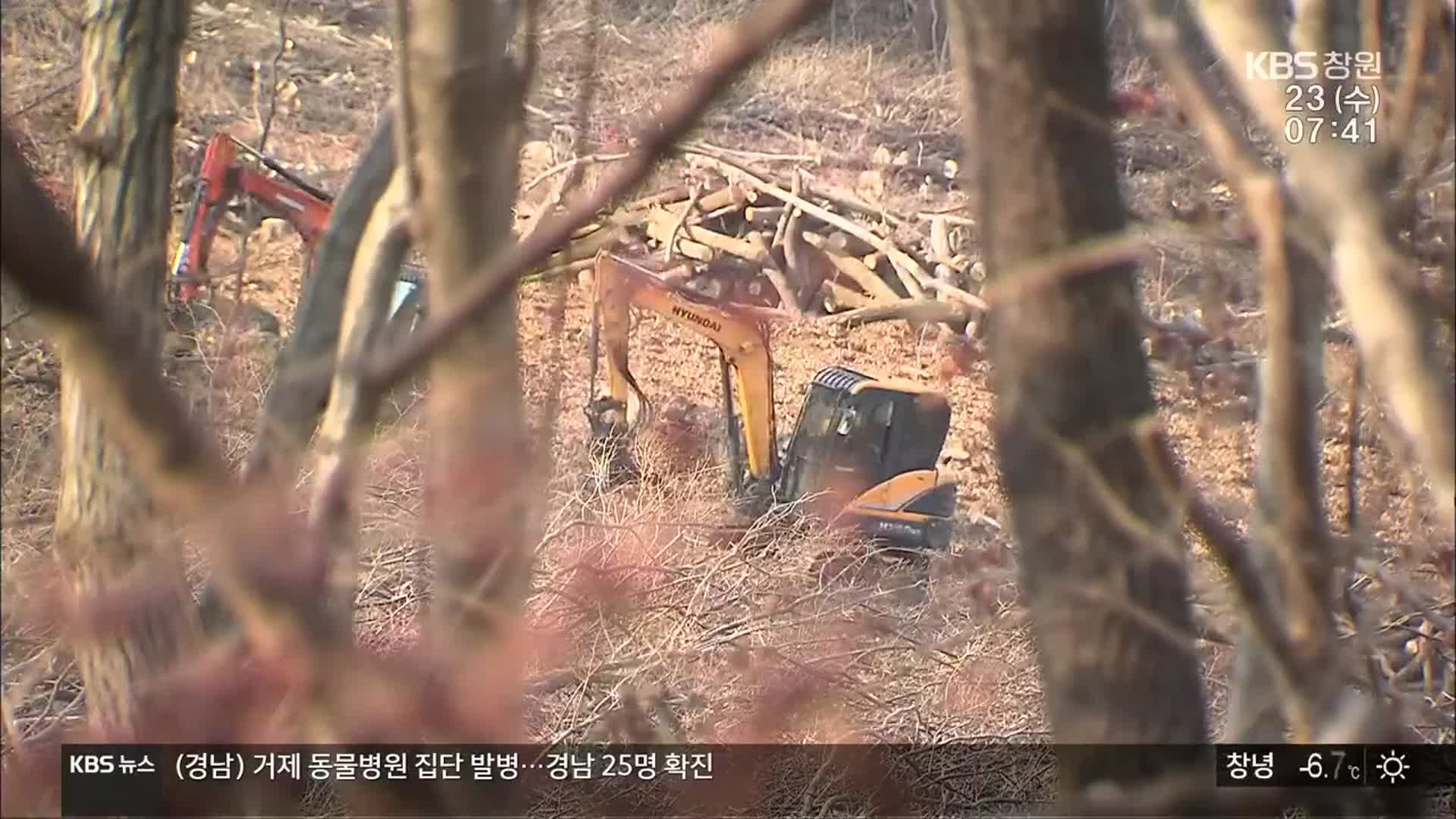 산림청 거제 ‘팔색조 서식 숲’ 훼손 논란