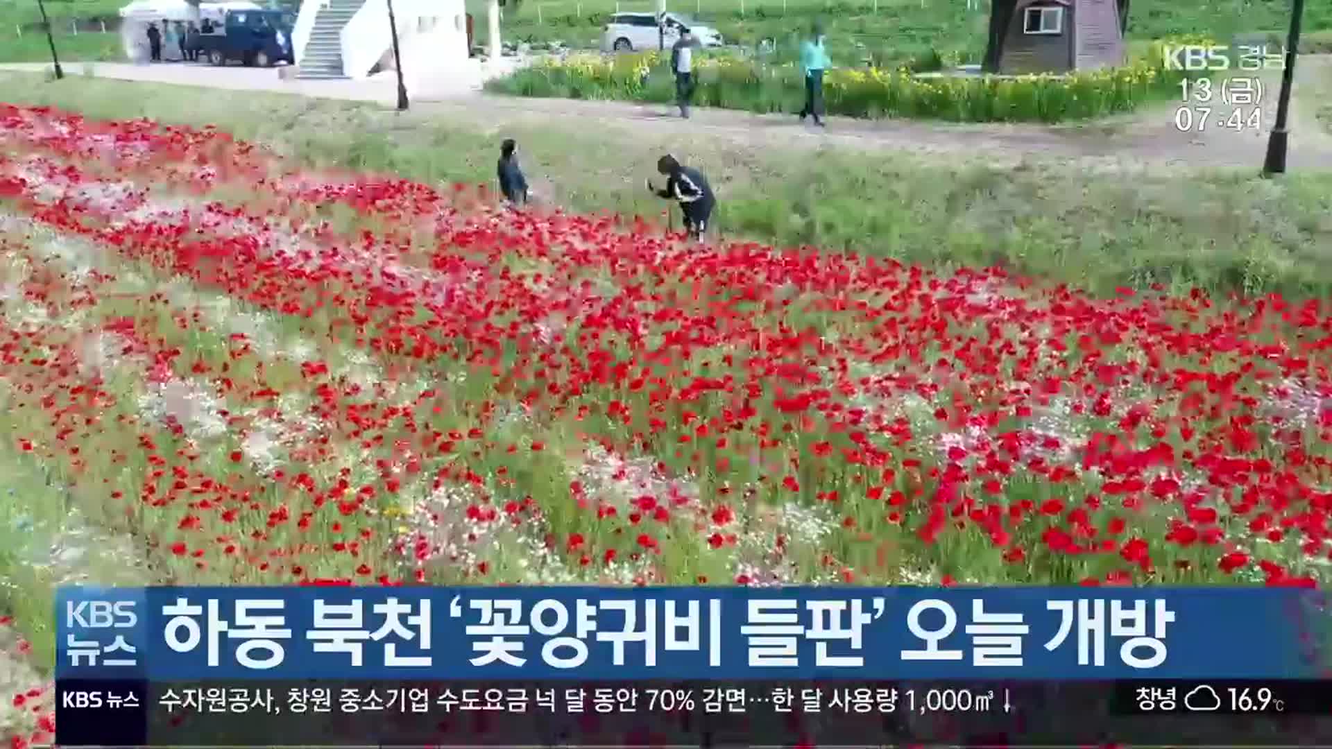 하동 북천 ‘꽃양귀비 들판’ 오늘 개방