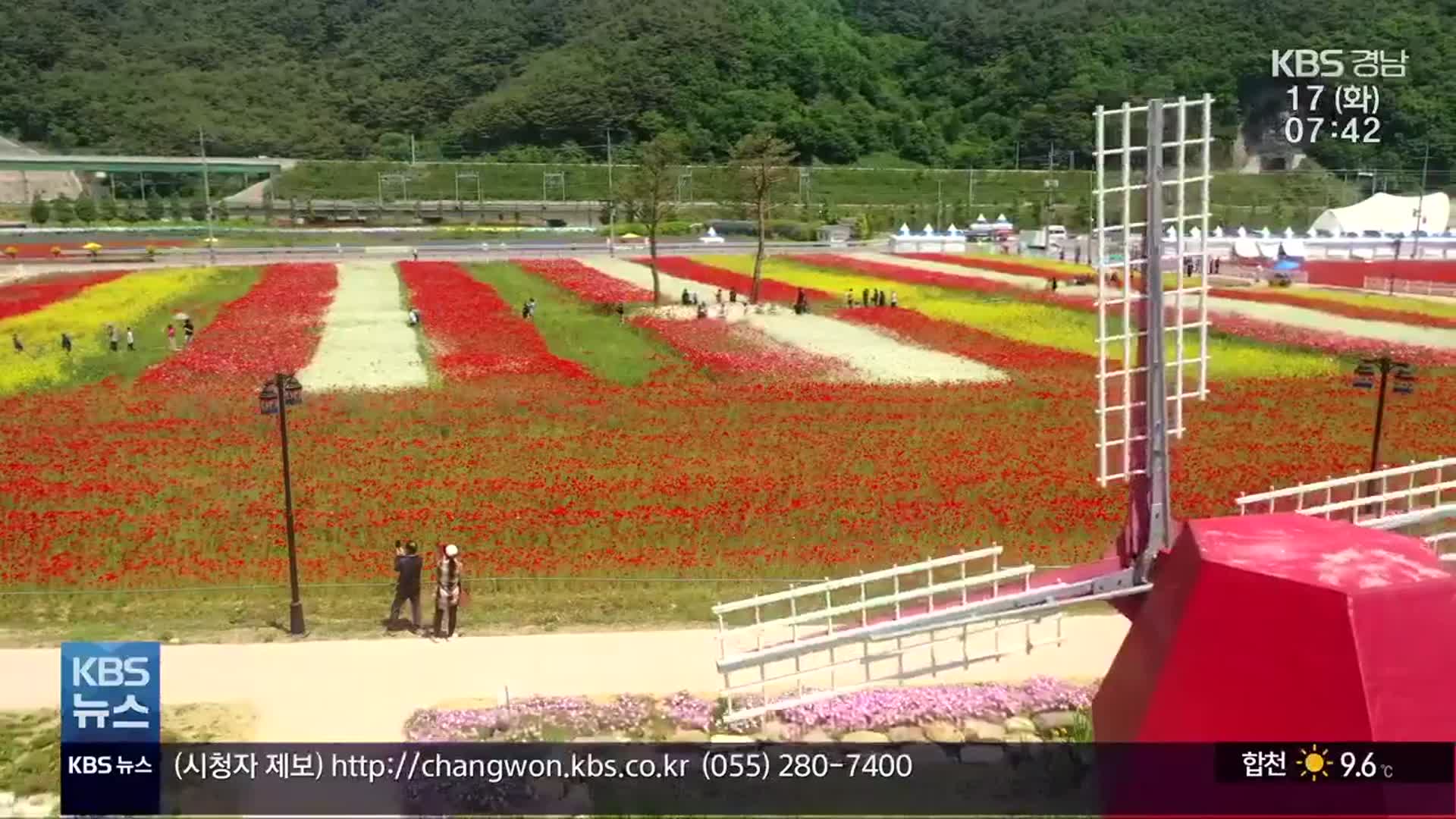 들판 수놓은 1억 송이 ‘형형색색 꽃 양귀비’