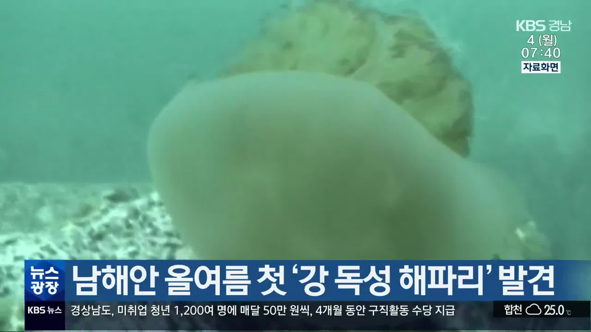 남해안 올여름 첫 ‘강 독성 해파리’ 발견