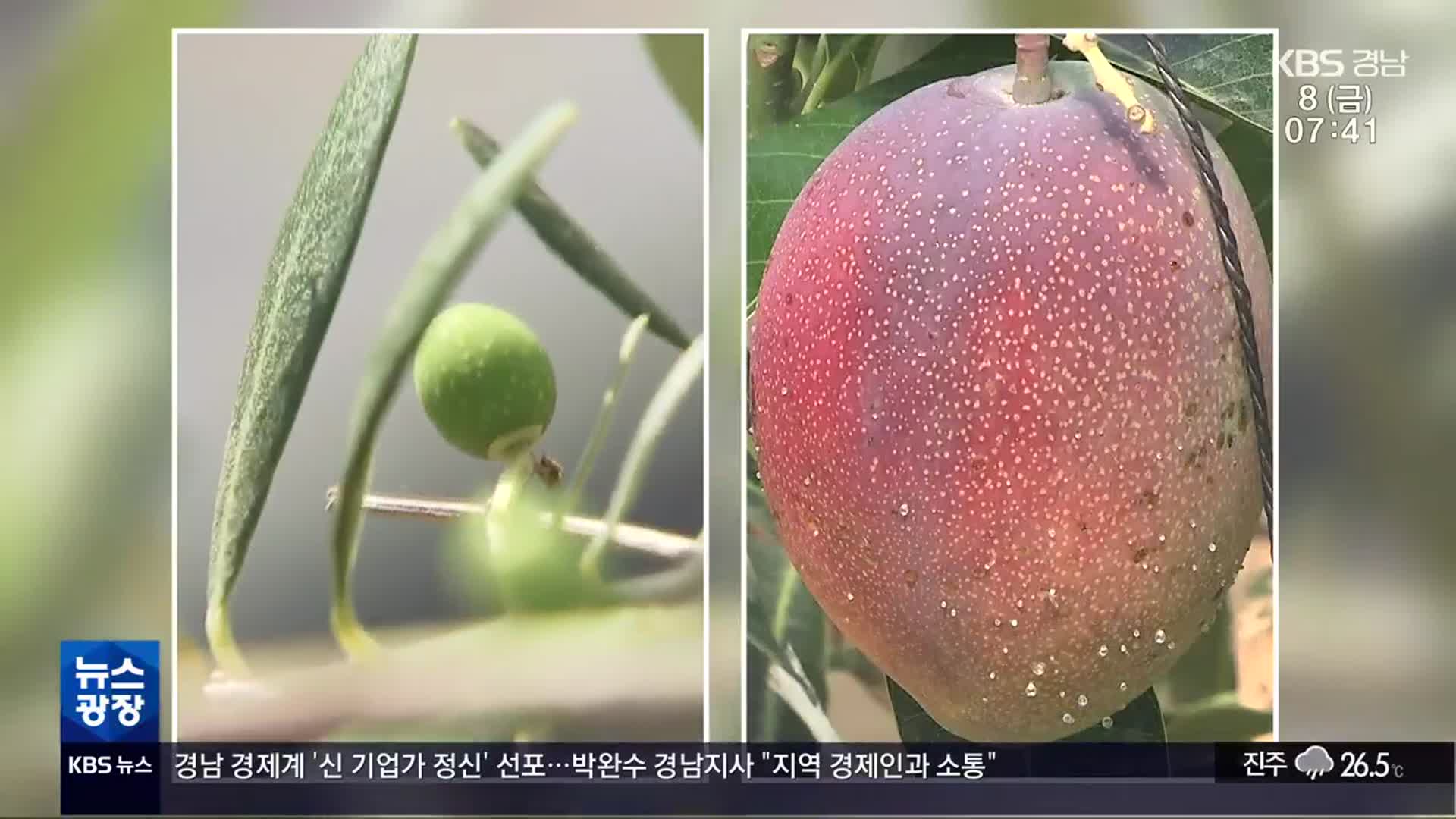 “경남도 올리브·망고 키워요”…아열대 과수 확산