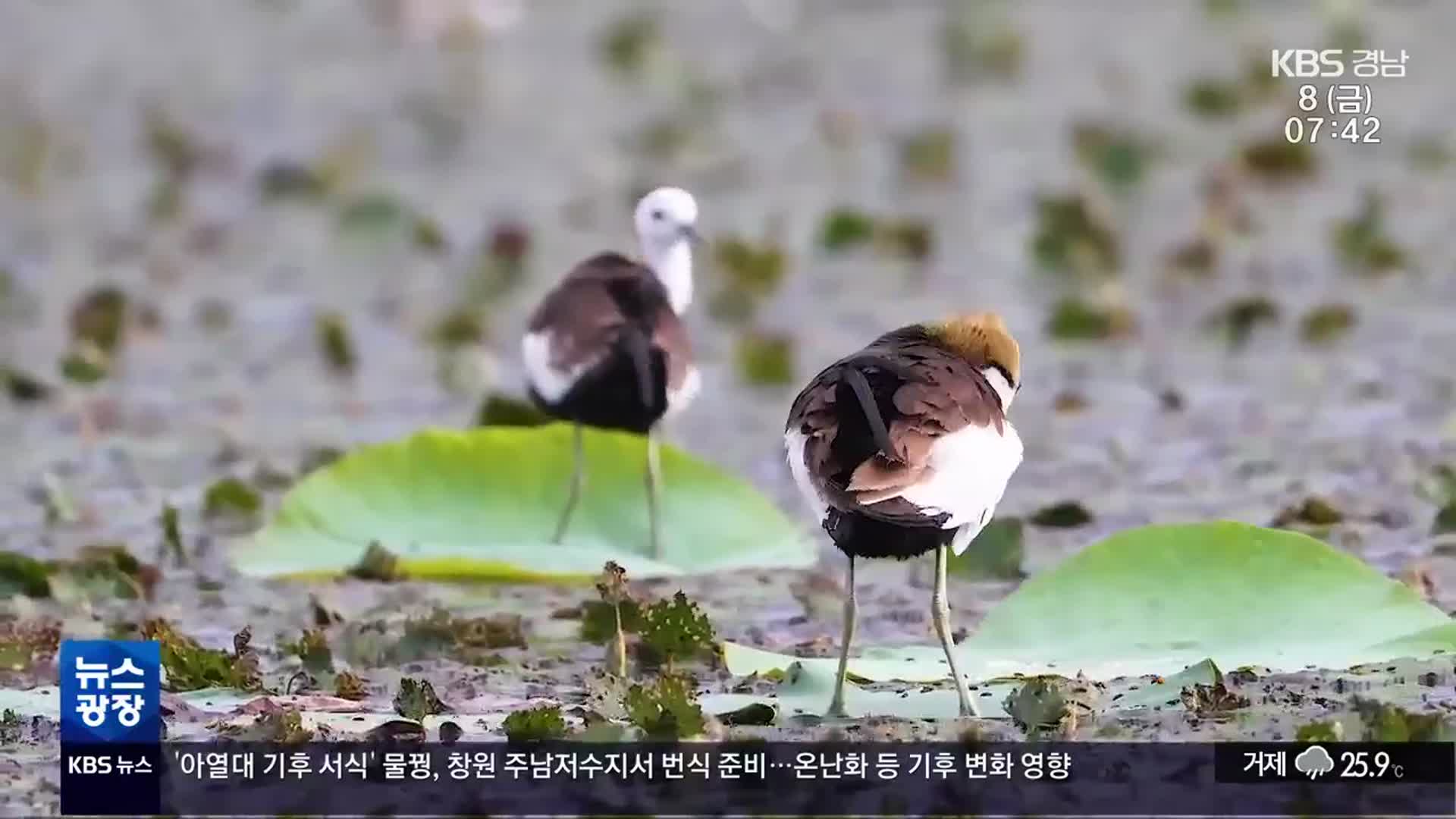 ‘아열대 물꿩’ 텃새됐나?…주남저수지 열대 습지로