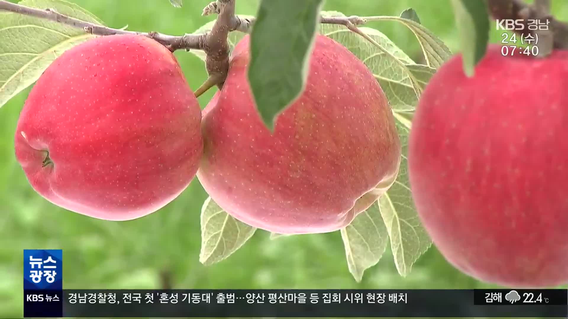 [영상] 어느새 ‘처서’…무르익는 사과