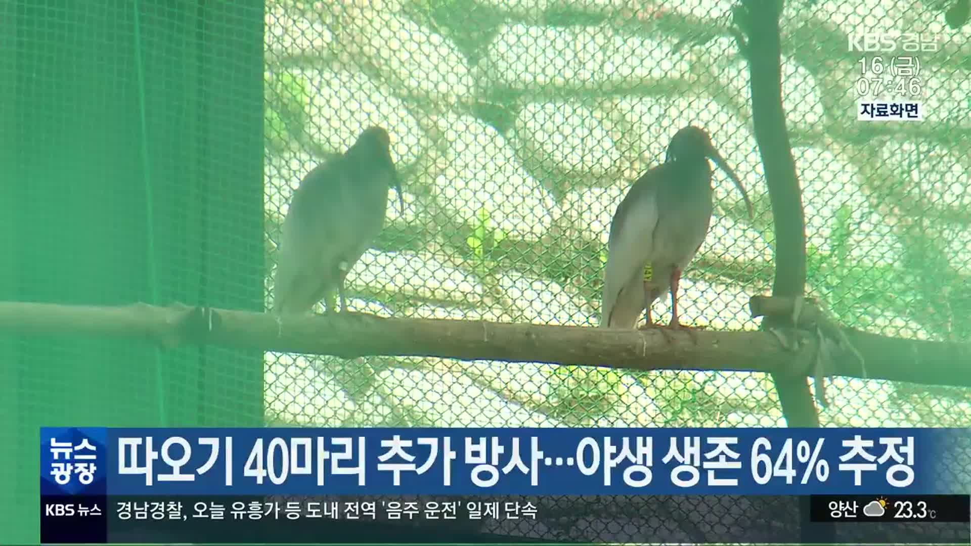 따오기 40마리 추가 방사…야생 생존 64% 추정