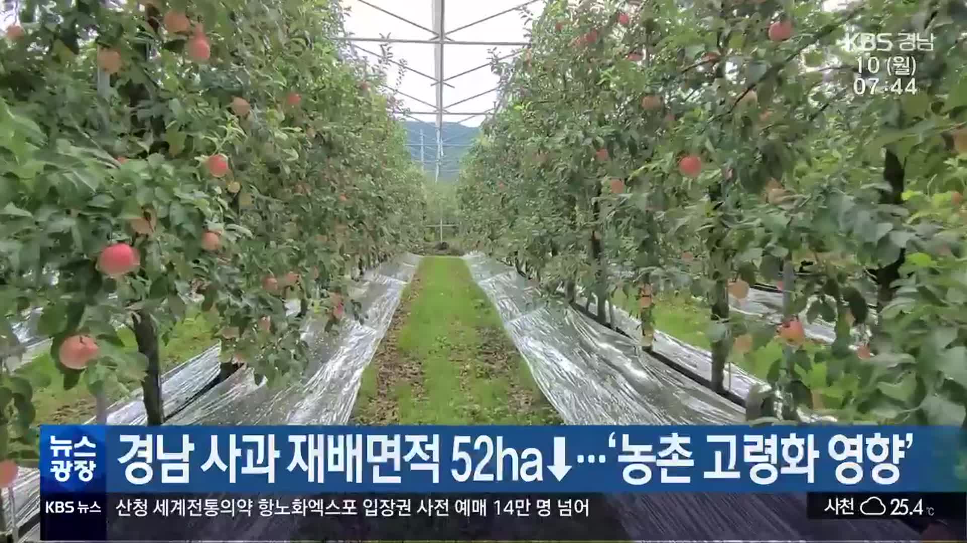 경남 사과 재배면적 52㏊↓…‘농촌 고령화 영향’