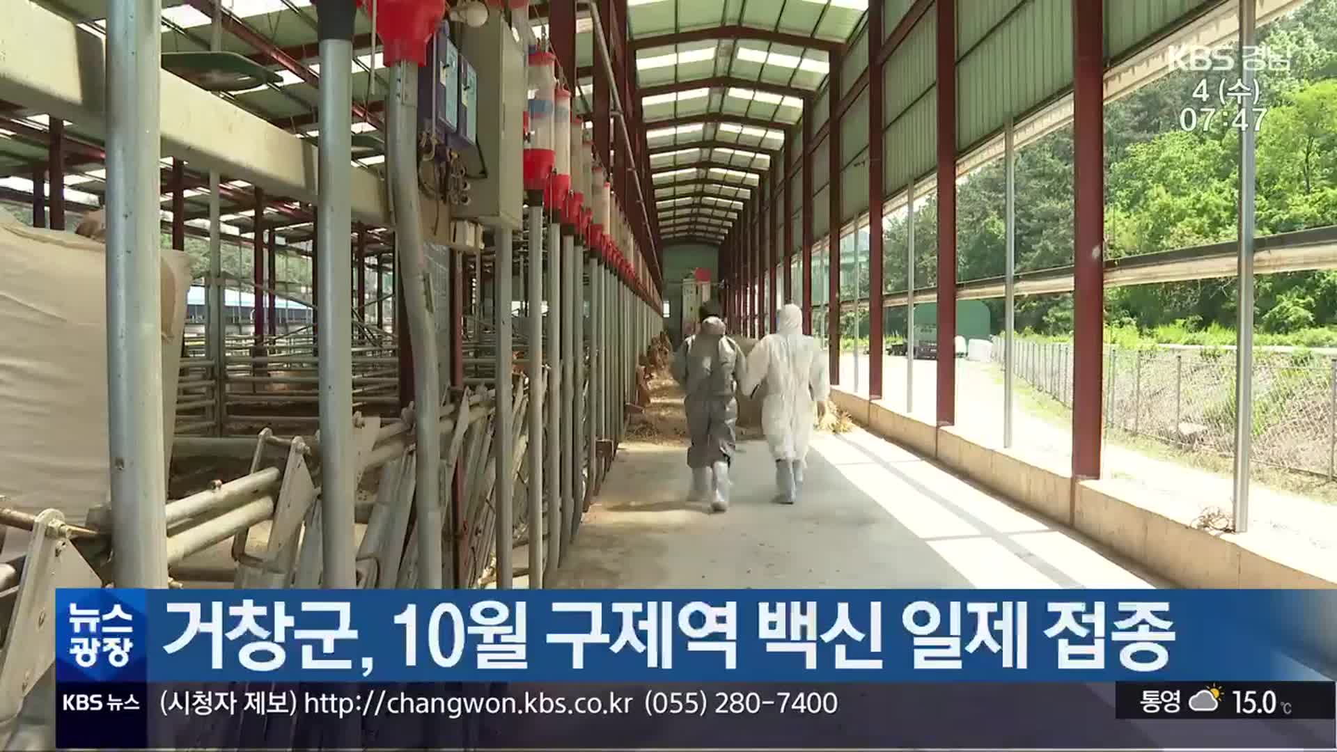 거창군, 10월 구제역 백신 일제 접종