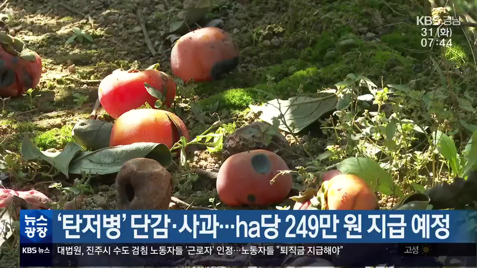 ‘탄저병’ 단감·사과…ha당 249만 원 지급 예정