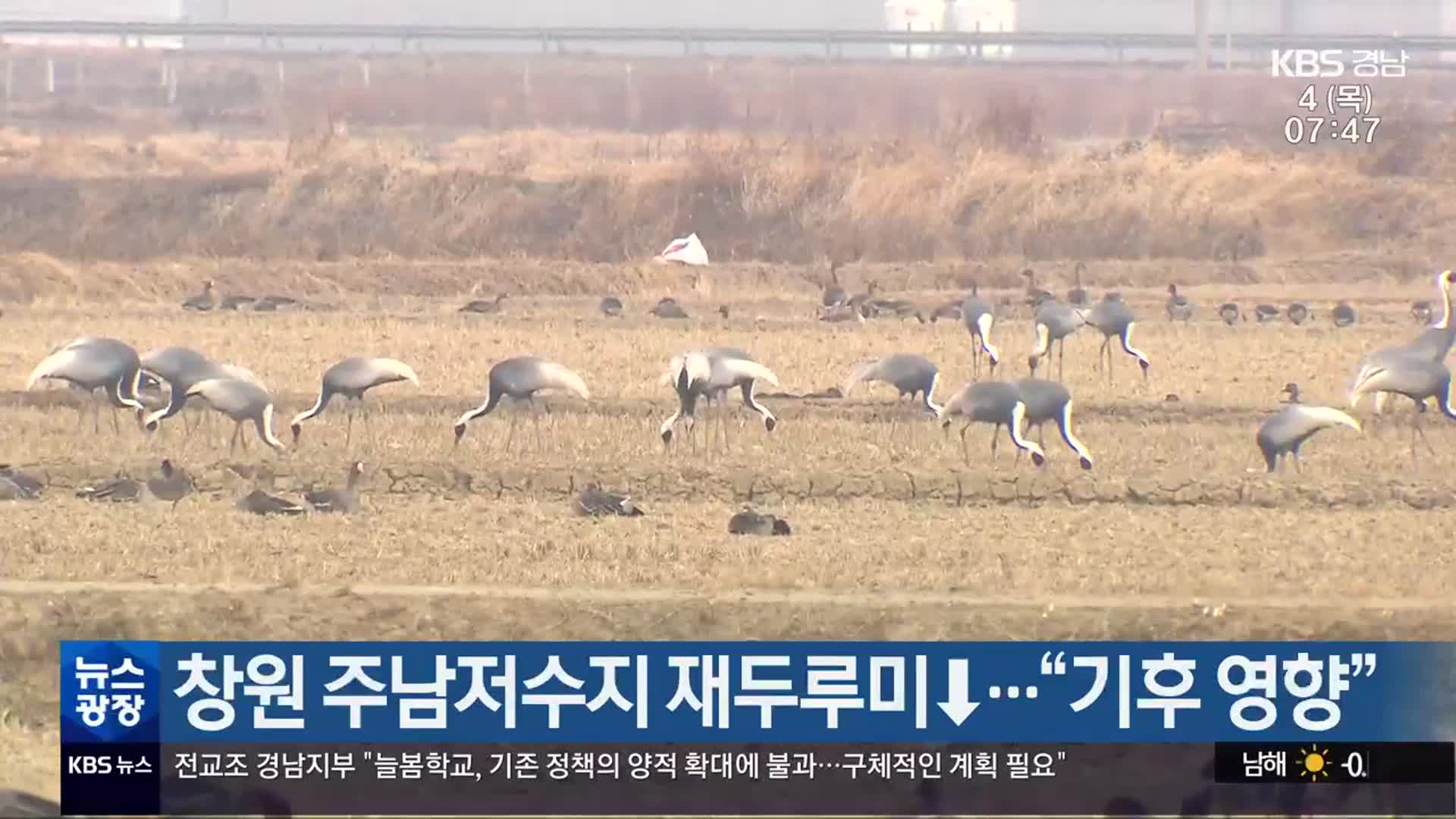 창원 주남저수지 재두루미↓…“기후 영향”