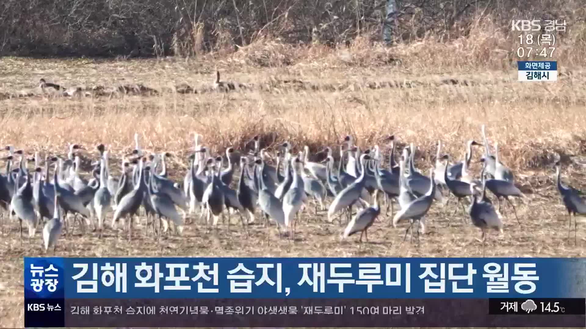 김해 화포천 습지, 재두루미 집단 월동